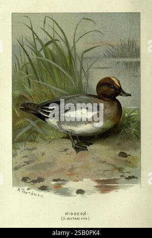 Vertraut, wild, Vögel, London, New York, Cassell, 1883, Vögel, Wörterbücher, Bilder, Werke, Mareca, penelope, Eurasier, Wigeon Stockfoto