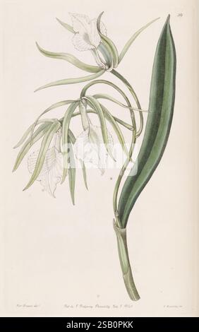 Edwards botanisches Register London James Ridgway 1829-1847 1829 Botanik Kupferstich England Graphic Media Großbritannien handkolorierte Icônes Zeitschriften Bildwerke Pflanzeneinführungspflanzen Zierpflanzen Sarah Ann Drake 2 Frauen in Wissenschaft Stockfoto