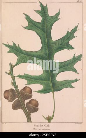 The North American sylva, Philadelphia, R.P. Smith, 1853, Botanik, nordamerika, Bäume, quercus coccinea, Eine detaillierte Illustration, die das Blatt und die Eicheln der Scarlet-Eiche zeigt, hervorstehend mit einem langen, gelappten Blatt, das von tiefen Nebenhöhlen gekennzeichnet ist. Das Blatt weist mehrere spitze Lappen entlang seiner Kanten auf, was die einzigartige Form demonstriert, die diese Art unterscheidet. Neben dem Blatt auf dem Ast befinden sich mehrere Eicheln, die jeweils in einer becherförmigen Kappe untergebracht sind, was auf die Fortpflanzungseigenschaften des Baumes hinweist. Unter der Abbildung ist der wissenschaftliche Name „Quercus coccinea“ mit der Bezeichnung „angeben“ versehen Stockfoto