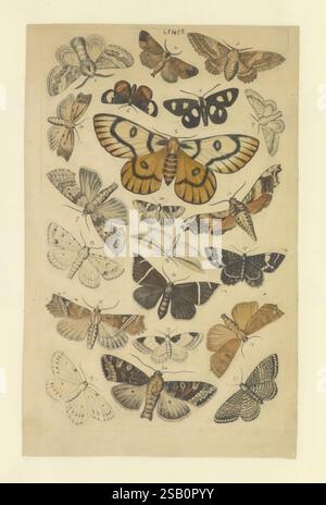 Schmetterlinge, Manuskript, [zwischen 1873 und 1883?], schmetterlinge, Lebenszyklen, Manuskripte, Bildwerke, Insekten, Schmetterlinge, Eine Sammlung verschiedener Schmetterlings- und Mottenarten, die eine Vielzahl von komplizierten Mustern und Farben zeigen. Die Komposition umfasst sowohl große als auch kleine Insekten, wobei einige von markanten Flügeldesigns geprägt sind, die durch leuchtende Orangen, Gelb und Schwarz gekennzeichnet sind, während andere subtivere Töne und zarte Details zeigen. Jedes Exemplar wird akribisch illustriert und zeigt die einzigartigen Eigenschaften der Flügel, einschließlich Texturen und Formen. Diese Anordnung hebt hervor Stockfoto
