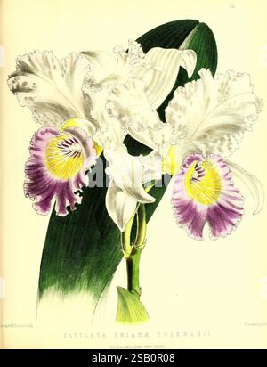 The, Floral, Magazine, London, L, Reeve & Co, Blume, Gartenarbeit, Blumen, Zeitschriften, diese botanische Illustration zeigt eine atemberaubende Cattleya trianae colemanii Orchidee, die sich durch ihre großen, komplizierten Blüten mit zarten weißen Blütenblättern und leuchtenden lila Markierungen auszeichnet. Die Blüten sind elegant angeordnet, um ihre einzigartige Form und Textur hervorzuheben, während ein breites grünes Blatt als Hintergrund dient, das der Komposition Tiefe und Kontrast verleiht. Jedes Detail spiegelt die zarte Schönheit der Orchideenfamilie wider und fängt das Wesen dieser exotischen Pflanze ein. Stockfoto