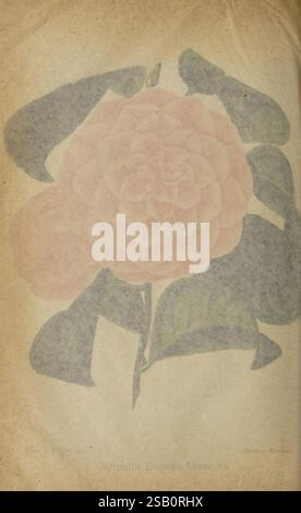 Der Florist und Pomologe und Vorstadtgärtner. London, 1880, Blumengärten, Obstkultur, Gartenbau, Großbritannien, Zeitschriften, Eine wunderschön illustrierte Kamelienblume, die ihre komplizierten Schichten von Blütenblättern zeigt. Die Blüten sind weich und samtig und bilden eine abgerundete Form, die Eleganz ausstrahlt. Saftig grüne Blätter umrahmen die Blüte und betonen ihre zarte Schönheit. Die Gesamtkomposition vermittelt ein Gefühl von Ruhe und natürlicher Anmut und lädt den Betrachter ein, die Kunstfertigkeit des botanischen Designs zu schätzen. Das Stück spiegelt eine Mischung aus Raffinesse und Einfachheit wider und betont den Schönheitsfou Stockfoto