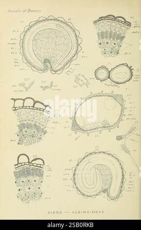Annalen der Botanik, London, Botanik, Zeitschriften, Pflanzen. diese Illustration zeigt komplexe botanische Studien, die sich speziell auf die Anatomie verschiedener Pflanzenstrukturen innerhalb der Alsinoideae-Unterfamilie konzentrieren. Detaillierte Zeichnungen zeigen Querschnitte und vergrößerte Ansichten von Blütenbestandteilen, einschließlich Eierstöcken, Pollenkörnern und Samenmorphologie. Jeder Abschnitt ist sorgfältig mit numerischen Referenzen versehen, die die unterschiedlichen zellulären Merkmale und anatomischen Anordnungen hervorheben. Die wissenschaftliche Darstellung unterstreicht die Komplexität pflanzlicher Fortpflanzungssysteme und trägt zum Verständnis bei Stockfoto