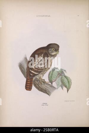 Die Gattungen der Vögel, 1849, Vögel, Verhaltensklassifizierung, Bildwerke, die ornithologische Illustration zeigt einen auffälligen Vogel, der auf einem Ast thront und sein sattes braunes Gefieder mit helleren Flecken und Streifen zeigt. Der Vogel hat ein ausgeprägtes Gesichtsmuster, einschließlich eines auffälligen gelben Auges, das seinen dunkleren Federn einen lebendigen Kontrast verleiht. Der Ast, den er einnimmt, ist mit grünen Blättern geschmückt, was die natürliche Umgebung unterstreicht. Das Kunstwerk betont die komplizierten Details der Merkmale des Vogels und macht ihn zu einer fesselnden Darstellung des Vogellebens. Die Si. Des Künstlers Stockfoto