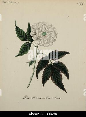 Fortsetzung des Allgemeinen teutschen Garten-Magazins, Weimar, im Verlage des Landes-Industrie-Comptoirs, 1815-1824, Gartenbau, Deutschland, Zeitschriften, Eine zarte Illustration zeigt einen üppig grünen Stiel mit zerklüfteten Blättern, in der Mitte eine einzelne, detailreiche weiße Rose zu sehen ist. Die Rose mit ihren zarten Blütenblättern, die sich sanft entfalten, hat einen Hauch von blassrosa und ein markantes grünes Zentrum, das ihrer zarten Schönheit Tiefe verleiht. Unterhalb der floralen Darstellung steht der Text „die Rosen-Brombeere“, was auf eine Verbindung zu brombeerrosen hinweist, die den Charme der blühenden p Stockfoto