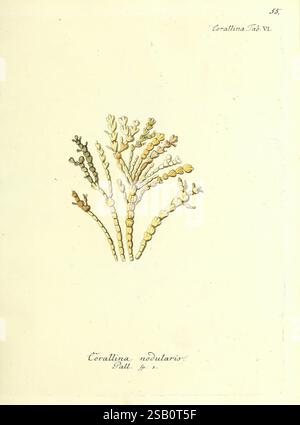 Die, Pflanzenthiere, in, Abbildungen, nach, der, Natur, Nürnberg, in, der, Raspischen, Buchhandlung, 1791-1830, Cnidaria, Ctenophora, diese Abbildung zeigt mehrere empfindliche Meeresalgen aus der Gattung Corallina, die ihre einzigartigen Verzweigungsstrukturen zeigen. Die Komposition besteht aus verschiedenen Farben und Texturen, die die komplizierten Details der einzelnen Fronds hervorheben. Die Darstellung enthält auch den Artennamen „Corallina nodularis“ sowie einen Hinweis auf das ursprüngliche Quellmaterial. Die elegante Anordnung der Algen unterstreicht ihre natürliche Schönheit und wissenschaftliche Bedeutung, Captur Stockfoto