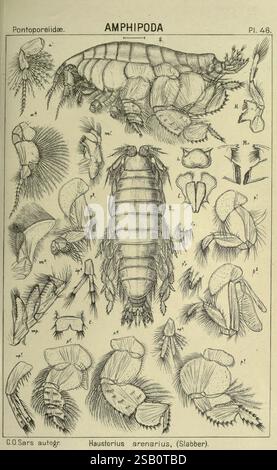 Ein Bericht über die Crustacea of Norway Amphipoda Plates Christiania, A. Cammermeyer, 1895-1928, Norwegen, Crustacea, die Abbildung zeigt verschiedene anatomische Merkmale der Amphipoden-Gattung Haustrorius arenarius. Hervorzuheben sind die detaillierten Strukturen der Kreatur, einschließlich ihres segmentierten Körpers, der Antennen und der Gliedmaßen-Morphologie. Jedes Teil ist mit präzisen Buchstaben versehen, um die Identifizierung bestimmter anatomischer Elemente zu erleichtern. Das Bild dient als wissenschaftliche Darstellung und hebt die Feinheiten der Anatomie der Amphipoden hervor, die sowohl für Bildungs- als auch für Forschungszwecke in t nützlich sind Stockfoto
