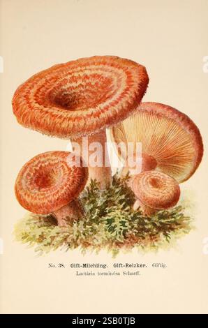 Führer für Pilzfreunde Zwickau i. S. Förster & Borries 1896 Pilze giftige Pilze Hölzer Loch lactarius torminosus Wollmilchkappe Pilzmykologie Edmund Michael Albin Schmalfuss, Eine lebendige Illustration, die verschiedene Pilzarten zeigt und sich auf unterschiedliche Formen und Texturen konzentriert. Hervorzuheben ist ein großer, schalenförmiger Pilz mit einer auffälligen rötlich-orangen Kappe, der neben kleineren Exemplaren sitzt. Ihre Kappen sind mit komplizierten Mustern versehen, die die Kunstfertigkeit der Natur zeigen. Der Boden ist mit weichem Moos geschmückt, was einen natürlichen Kontrast zu den Pilzen bildet. Die Abbildung Stockfoto