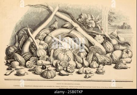 Barr & Sugden's Frühjahrskatalog und Guide to the Flower and Kitchen Garden, London, Barr & Sugden, 1861-1882. Barr & Sugden, Kataloge, England, London, Gärtnerei, Baumschulen, Saatgutindustrie und -Handel, Saatgut, Zierkürbis, Gartengeschichten, in Blüte, Cucurbita, Kürbisse, Kürbis, Gemüse, Färben Sie unsere Kollektionen, IG, Sciart FIX, ein kompliziertes Arrangement aus verschiedenen Gemüsesorten, zeigt eine Vielzahl von Formen, Größen und Texturen. Hervorzuheben sind lang gestreckte Kürbisse, pralle Kürbisse und verschiedene Kürbisse, die alle in einer harmonischen Komposition zusammengefügt sind. Zwischen ihnen sind le Stockfoto