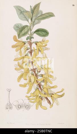 Edwards's Botanical Register, London, James Ridgway, 1829-1847, 1829, 19. Jahrhundert, botanische Illustration, Botanik, Kupferstich, England, Gravuren, Grafikmedien, Großbritannien, handkoloriert, Ikonen, Zeitschriften, Bildwerke, Pflanzeneinführungen, Zierpflanzen, 22, forsythia viridissima, grünstielige Forsythia, Sarah Ann Drake, 2, Frauen in der Wissenschaft, Blumen, Eine botanische Illustration, die einen Zweig einer blühenden Pflanze zeigt, mit leuchtend gelben trompetenförmigen Blüten. Die Blüten sind kaskadierend angeordnet, jeweils mit fünf Blütenblättern, die einen Feinkostladen bilden Stockfoto