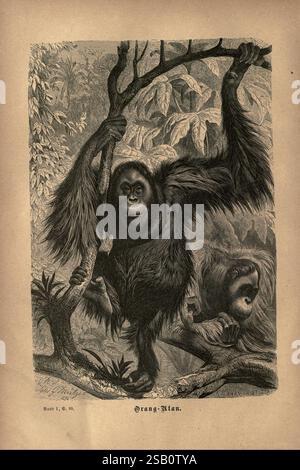 Brehms Thierleben, Allgemeine Kunde des Thierreichs. Leipzig, Verlag des Bibliographischen Instituts, 1876-1879, Tierverhaltenzoologie, Woods Hole, Orang-Utan, Pongo, Eine detaillierte Abbildung zeigt einen Orang-Utan, der zwischen den Zweigen eines üppigen Dschungels hängt. Der Primat zeigt eine robuste Körperform und Ausdrucksmerkmale, die sein intelligentes Verhalten unterstreichen. In der Nähe ist ein weiterer Orang-Utan teilweise sichtbar, was der Szene Tiefe verleiht. Das umgebende Laub ist aufwendig dargestellt und unterstreicht die wilde Atmosphäre ihres natürlichen Lebensraums. Unter der Abbildung ist das Etikett „Orang-Utan“ gekennzeichnet Stockfoto