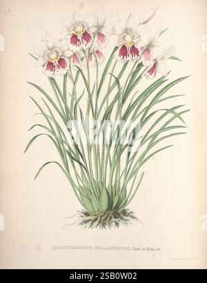 Pescatorea Bruxelles M. Hayez, 1860 Orchidaceae, Eine lebendige Darstellung von Odontoglossum phalaenopsis, die mehrere zarte Blüten mit komplizierten Mustern in weiß und tiefrosa zeigt. Die Blüten stehen im Kontrast zu langen grünen Blättern, die sich anmutig von der Basis abheben und ein elegantes und üppiges Aussehen schaffen. Die botanische Illustration betont die feinen Details der Blütenblätter und die Textur des Blattes und fängt das Wesen dieser exquisiten Orchideensorte in einer natürlichen Umgebung ein. Unter der Pflanze ist der Name „Odontoglossum phalaenopsis“ elegant eingeschrieben, was seine Identität unterstreicht Stockfoto