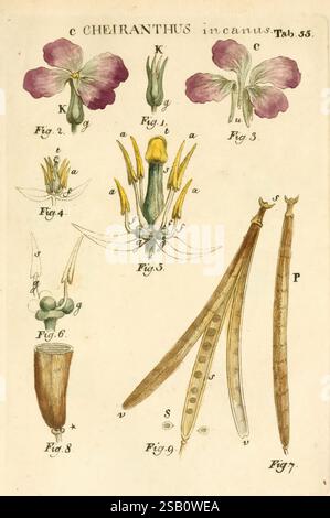 Illustratio systematis sexualis Linnaeani Francofurti ad Moenum Varrentrapp et Wenner 1789 Pflanzenklassifizierung Linnaeus der New Yorker Botanische Garten Bildwerke Carl von Linné, Eine botanische Illustration mit der Pflanze Cheiranthus incanus, allgemein bekannt als die gelbe Felskresse. Die Zusammensetzung enthält detaillierte Skizzen verschiedener Teile der Anlage. Im oberen Bereich sind Blütenexemplare mit komplizierten Blütenblättern und Staubblättern zu sehen, die als Referenz mit Abbildungen gekennzeichnet sind. Im Folgenden finden Sie detaillierte Darstellungen der Anatomie der Pflanze, einschließlich der Struktur der Frucht und der Wachstumsform. Stockfoto