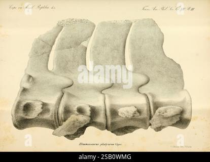 Synopsis der ausgestorbenen Batrachia, Reptilia und Aves of North America, Philadelphia, McCalla & Stavely, 1869 Wirbeltiere, Fossil, Vögel, Fossilien, Reptilien, Fossilien, Amphibien, Fossilien, fossile Geschichten, die Illustration zeigt eine detaillierte Darstellung einer Reihe von Wirbeln, die ihre unterschiedlichen anatomischen Strukturen zeigen. Jeder Wirbel ist mit seiner jeweiligen Kennzeichnung gekennzeichnet, was die einzigartigen Merkmale wie die Spinalprozesse und die Bandscheiben hervorhebt. Die komplizierte Schattierung betont die Konturen und Texturen des Knochens und bietet eine klare Darstellung des spinalen anatoms Stockfoto