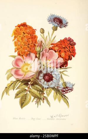 Die Sprache der Blumen oder florale Embleme der Gedanken, Gefühle und Gefühle, London, G. Routledge, 1869, Blumensprache, Ein lebhaftes Blumenarrangement mit einer eindrucksvollen Kombination von Farben und Formen. Die Komposition besteht aus zarten Blüten wie blauen Kornblumen und lebhaften orangefarbenen Ringelblumen sowie weichen rosa und weißen Rosen. Saftig grüne Blätter betonen die Blumendarstellung und betonen die Schönheit. Dieses Stück mit dem Titel „Bitter Bottle – Mops Rose“ ist eine künstlerische Darstellung von Lieblingsgartenarten und fängt die Schönheit der Natur in einer harmonischen Mischung ein. Stockfoto