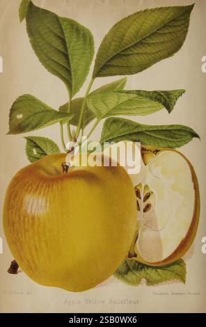 Der Florist, Pomologe, Vorstadtgärtner, London, 1880, Blumengärten, Obstkultur, Gartenarbeit, Großbritannien, Zeitschriften. eine wunderschön illustrierte Darstellung des gelben Bellefleur-Apfels mit seiner leuchtend gelben Haut und üppigen, grünen Blättern. Die Komposition besteht aus einem ganzen Apfel und einer halben Frucht, die ihr knuspriges, weißes Inneres und ihren unverwechselbaren Samenkern offenbart. Zarte Details betonen die glatte Textur der Oberfläche des Apfels, während die Blätter reiche Adern und einen natürlichen Glanz aufweisen, was die Frische dieser Sorte unterstreicht. Unter dem Bildmaterial befindet sich der Name „Apple Yellow Stockfoto