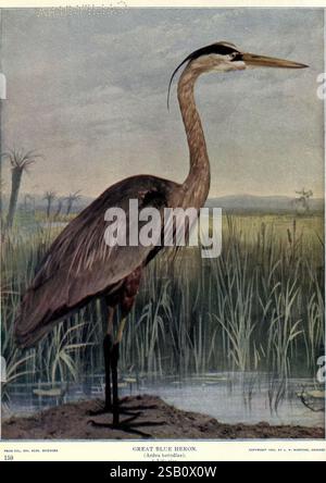 Birds of Buzzard's Roost, Indianapolis, Ind, Scott-Miller Company, 1907, heron, Birds, Indiana, Ardea herodias, Ein großer blauer Reiher steht anmutig zwischen hohen Gräsern und Schilf, seine langen Beine teilweise in ruhiges Wasser getaucht. Zu den auffälligen Merkmalen des Vogels gehören ein schlanker Hals und ein scharfer, spitzer Schnabel, der für seine Art charakteristisch ist. Das Gefieder zeigt eine Mischung aus gedämpften Blau- und Grautönen, mit einem deutlichen Kontrast zwischen den helleren Tönen des Unterbauches und den dunkleren Flügeltönen. Im Hintergrund erstreckt sich eine ruhige Landschaft mit Anklängen von Vegetation und fernen Bäumen, cre Stockfoto