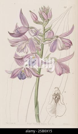 Edwards's Botanical Register London James Ridgway 1829-1847 1829 Botanik Kupferstich England Graphic Media Großbritannien handkolorierte Icônes Periodika Pictorial Works Pflanzeneinführungspflanzen Zierpflanzen Sarah Ann Drake 2 Frauen in der Wissenschaft zeigt diese botanische Illustration eine elegante Pflanze, die von schlanken, anmutigen Stämmen mit zarten, lila getönten Blüten gekennzeichnet ist. Die Blüten zeigen eine Reihe von Farbtönen, von weichem Lavendel bis tiefem Violett, und bestehen aus komplizierten Blütenblättern, die sich anmutig krümmen und überlappen. Unterhalb des Hauptflorenhauses, ein Detaile Stockfoto