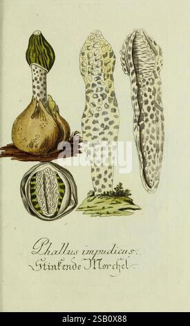 Plantarum indigenarum et exoticarum icones ad vivum coloratae, oder, Sammlung nach der Natur gemalter Abbildungen inn- und ausländlischer Pflanzen, für Liebhaber und Beflissene der Botanik, plants, fast, botany, Phallus impudicus, Bildwerke, Phallus impudicus, die Illustration zeigt verschiedene Stadien und Formen des Pilzes, bekannt als *Phallus impudicus*, allgemein bekannt als das gewöhnliche Stinkhorn. Der obere Abschnitt zeigt die runde, bauchige Basis des Pilzes und zeigt komplizierte Details seiner Oberfläche. Unten werden längliche, zylindrische Formen gerendert, um den charakteristischen spo hervorzuheben Stockfoto