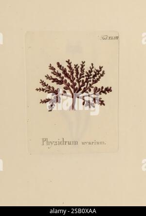 Hydrophytologiae Regni Neapolitani icones, Neapoli, ex Typographia ...