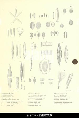 Reise der österreichischen Fregatte Novara Wien Kaiserlich 1861–75, eine Reihe von komplexen wissenschaftlichen Illustrationen, die verschiedene Kieselalgen darstellen, die sich durch ihre unterschiedlichen Formen und Formen auszeichnen. Die Sammlung umfasst längliche, ovale und kreisförmige Strukturen, die die Vielfalt innerhalb dieser Gruppe von Mikroorganismen veranschaulichen. Jede Probe ist mit entsprechenden Nummern als Referenz gekennzeichnet, zusammen mit kurzen Beschreibungen, die Einblicke in ihre Klassifizierung geben. Das Layout zeigt eine strukturierte Ansicht, in der die detaillierten Muster und Merkmale hervorgehoben werden, die Kieselalgen definieren, wie z. B. str Stockfoto