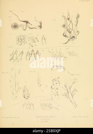 Land, Süßwasser, Mollusca, Indien, London, Taylor und Francis, 1882, Asien, Indien, Weichtiere, die Abbildung zeigt verschiedene botanische Formen und Strukturen, die wahrscheinlich mit der Gattung Macrochlamys verwandt sind. Die Zusammensetzung ist in verschiedene Abschnitte unterteilt, die jeweils detaillierte Darstellungen verschiedener Pflanzenproben darstellen. Spezifische Etiketten kennzeichnen verschiedene Teile, wie Blätter, Stämme und Fortpflanzungsstrukturen, und heben die Komplexität und Vielfalt innerhalb der Gattung hervor. Die komplizierte Linienarbeit betont die anatomischen Merkmale und bietet eine wissenschaftliche Darstellung, die für bo verwendet werden könnte Stockfoto