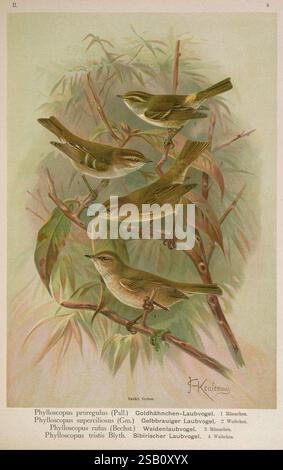 Naumann, Gera-Untermhaus, F.E. Köhler, 1897-1905 [v.1, 1905], Birds, europe, Phylloscopus collybita, Gelbbrauen, gemeiner Chiffchaff, sibirischer Chiffchaff, Phylloscopus tristis, Pallas-Laubkälzer, Abrornis inornatus, Abrornis proregulus, die Illustration zeigt eine Sammlung kleiner Singvögel, die zwischen üppig grünen Blättern thront. Drei verschiedene Arten sind dargestellt, die jeweils mit wissenschaftlichen Namen identifiziert werden: Phylloscopus proregulus, bekannt als Goldcrest, Phylloscopus superciliosus, auch als Goldfinch bezeichnet, und Phylloscopus tritis, der sibirische Blattmaulmühle. Ihr weiches Federkleid Stockfoto