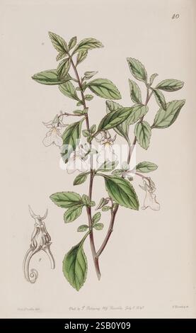 Edwards's Botanical Register London James Ridgway 1829-1847 1829 Botanik Kupfer Gravur England Graphic Media Großbritannien handgefärbte Icons Periodika Pictorial Works Plant Introduction Plants Ornamental Sarah Ann Drake 2 Women in Science zeigt die Illustration eine botanische Studie einer blühenden Pflanze mit ihren zarten Blüten und üppigen grünen Blättern. Die Pflanze ist mit komplizierten Details dargestellt, die die Textur der Blätter und die Struktur der Blüten hervorheben. Begleitet wird die Pflanze durch eine stilisierte Darstellung einer Eidechse oder eines Reptils, die einen skurrilen Elemen hinzufügt Stockfoto