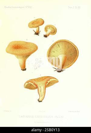Icones Mycologicæ, ou Iconographie des Champignons de France Principalement Discomycetes, Paris, L. Lhomme, Successeur, 1905-1910 Discomycetes, Frankreich, Pilze, Pilze, Emile Boudier, die Abbildung zeigt eine detaillierte Darstellung verschiedener Arten des Lactarius sanguifluus Pilzes, die sich durch ihre markanten orange bis rötlich-braunen Kappen mit einer breiten Regenschirmform und Kiemen, die vom Stiel ausgehen, auszeichnen. Die Pilze sind so angeordnet, dass sie ihre einzigartigen Merkmale, einschließlich der Textur der Kappe und des Abstands der Kiemen, zeigen. Die Hauptabbildungen werden von sm begleitet Stockfoto
