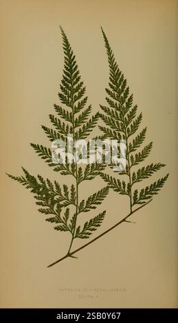 Farne, britisch, exotisch, 1856-60, Farne, die Komposition zeigt zwei detailreiche Fronds der Davallia dissecta, einer Farnart, die für ihre markante, spitzenförmige Blattstruktur bekannt ist. Jeder Frond zeigt eine Reihe von fein geteilten Flugblättern, die entlang eines zentralen Stängels angeordnet sind und die anmutige und zarte Natur der Pflanze hervorheben. Die natürliche Krümmung und die unterschiedlichen Größen der Flugblätter tragen zur Eleganz bei, mit einem sanften Übergang vom dickeren Stiel zu den zarten, farnartigen Blättern, die ein Gefühl des üppigen Grüns vermitteln, das typischerweise in schattigen Waldgebieten zu finden ist. Unter der Abbildung Stockfoto