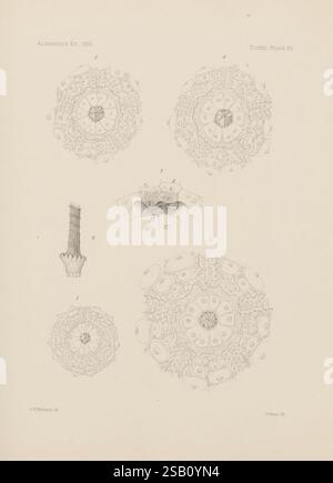 Memoirs of the Museum of Comparative Zoology, am Harvard College, Cambridge, Mass, Cambridge [Mass.] das Museum, 1876-1940, Zoologie, Museum für Vergleichende Zoologie, Seeigel, Echini, diese Illustration zeigt eine Reihe von komplizierten wissenschaftlichen Zeichnungen, die verschiedene mikroskopische Organismen oder Zellstrukturen hervorheben. Der zentrale Fokus zeigt eine detaillierte Darstellung von Strukturen, die in kreisförmigen Mustern angeordnet sind und jeweils mit entsprechenden Zahlen zur Identifikation versehen sind. Um diese zentralen Formen herum befinden sich zusätzliche Darstellungen, einschließlich röhrenförmiger Formen und Cluster, die möglicherweise Indikataten sind Stockfoto