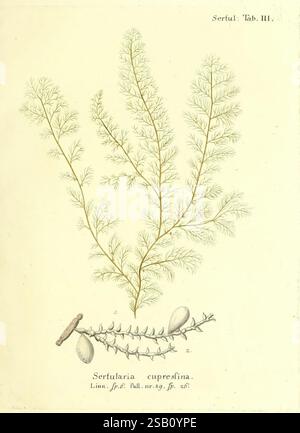 Die Pflanzenthiere in Abbildungen nach der Natur, Nürnberg, in der Raspischen Buchhandlung, 1791-1830, Cnidaria, Ctenophora, die Abbildung zeigt eine zarte Darstellung der Pflanzenart Sertularia cupressina. Die Fronten weisen feine, fadenartige Äste auf, die sich anmutig ausdehnen und eine federnde Textur aufweisen. Neben der Verzweigungsstruktur gibt es ausgeprägte eiförmige Strukturen, die reproduktive Elemente der Pflanze darstellen. Die detailreiche Darstellung unterstreicht die komplizierten Muster und Arrangements der Wedel und unterstreicht die natürliche Eleganz dieses Wasserorganismus. Unter Th Stockfoto