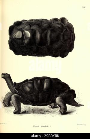 Die riesigen Landschildkröten, (lebende und ausgestorben), in, die, Sammlung, von, the, British Museum, London, 1877, Testudinidae, Schildkröten, diese Illustration zeigt eine detaillierte Darstellung einer Schildkröte mit ihrer unverwechselbaren, gewölbten Schale und ihren kräftigen Beinen. Die Draufsicht betont die strukturierte Oberfläche der Schale mit markanten Rillen und Krümmungen, während die Seitenansicht den Kopf und die Gliedmaßen der Schildkröte hervorhebt und ihre robuste Form veranschaulicht. Der Hintergrund lässt einen natürlichen Lebensraum vermuten, der die Darstellung dieses terrestrischen Reptils, das in einer bestimmten Region beheimatet ist, verstärkt. Die akribische Schattierung und Linie Stockfoto