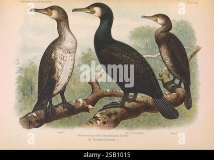 Ornithologia neerlandica 's-Gravenhage M. Nijhoff 1922-35 Vögel Niederlande Phalacrocorax carbo Kormoran Marinus Adrianus Koekkoek Eduard Daniël van Oort Ornithologie, die Abbildung zeigt drei Kormorane auf einem Ast. Jeder Vogel weist unterschiedliche Merkmale auf: Der erste Kormoran auf der linken Seite hat ein helleres Gefieder mit leicht geschwungenem Hals, was eine neugierige Haltung zum Ausdruck bringt. Der zentrale Kormoran hat glänzende, dunkle Federn und einen robusteren Körper, der aufmerksam steht. Der dritte Kormoran auf der rechten Seite, ähnlich wie der mittlere Kormoran, hat eine einzigartige Anordnung o Stockfoto