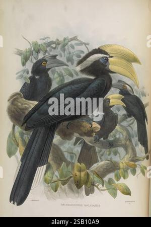 Eine Monografie der Bucerotidae, oder Familie der Nashornvögel. London veröffentlicht für die Abonnenten vom Autor [gedruckt von Taylor und Francis] 1882. Vögel, Nashornvögel, Bildwerke, Anthracoceros malayanus, John Gerrard Keulemans, eine auffällige Illustration zeigt eine Gruppe von vier Nashörnern, die auf einem grünen Zweig thront. Der zentrale Vogel zeigt einen leuchtenden Gelb- und Schwarzschnabel, der sich von seinem glänzenden, dunklen Gefieder abhebt, während die anderen verschiedene Ausdrucksformen und Haltungen aufweisen, die die dynamische Komposition verstärken. Die komplizierten Details ihres Gefieders und das umgebende Laub schaffen einen Sinn Stockfoto