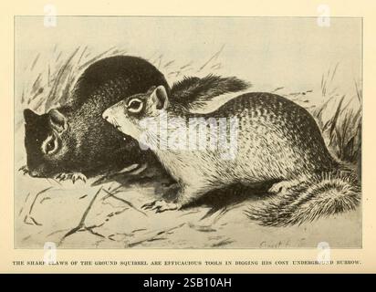 Die, Mensch, Seite, von, Tieren, New York, Frederick, A, Stokes, Company, [c1918], Eichhörnchen, Tier, Verhaltentaxonomie, Familie, Sciuridae, zwei Eichhörnchen, sind eng zusammen dargestellt und zeigen ihre eigenen Pelzmuster. Das eine hat ein sattes, dunkles Fell, während das andere ein helleres, gesprenkeltes Aussehen hat. Sie befinden sich auf einer Grasfläche, ihre scharfen Klauen sind balanciert, was auf ihre Eignung zum Graben hindeutet. Der Hintergrund betont subtil ihren natürlichen Lebensraum und verstärkt ihre neugierigen Ausdrucksformen, während sie wachsam und mit ihrer Umgebung beschäftigt erscheinen. Unter der Abbildung befindet sich eine Beschriftung Hi Stockfoto