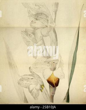 Das Botanische Kabinett, London, John, Arthur, Arch, 1817-1833, eine komplexe botanische Illustration mit mehreren Blüten einer Orchidee. Die Blüten weisen zarte, sich überlappende Blütenblätter auf, die eine sanfte Farbpalette mit subtilen Details aufweisen. Jede Blüte ist mit komplizierten Markierungen verziert, die die einzigartigen Merkmale der Art hervorheben. Lange, dünne grüne Blätter erstrecken sich entlang der Blüten und bilden einen anmutigen Kontrast. Der Hintergrund betont die Eleganz der Orchidee, sodass der Betrachter die Kunstfertigkeit und Präzision der botanischen Illustration schätzen kann. Der Titel enthält t Stockfoto