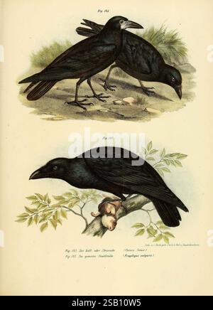 Bilder-atlas zur wissenschaftlich-populären Naturgeschichte der Vögel in ihren sämtlichen Hauptformen Wien K.K. Hof und Staatsdruckerei 1864 Vögel Bildwerke, die Illustration zeigt zwei unterschiedliche Darstellungen von Krähen. Im oberen Teil sind zwei Krähen auf der Suche am Boden zu sehen, deren schlanke, dunkle Federn leicht im Licht glitzern. Ein Vogel steht dicht nebeneinander, beide erscheinen wachsam und sind in ihrer Umgebung aktiv. Im unteren Bereich steht eine einzige Krähe auf einem Ast, die anmutig mit leicht gedrehtem Kopf positioniert ist und ihren scharfen Schnabel und ihr intensives g zum Vorschein bringt Stockfoto
