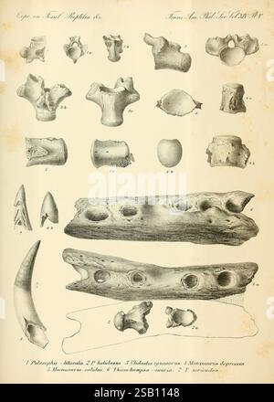 Synopsis of the ausgestorbenen Batrachia, Reptilia and Aves of North America, Philadelphia, McCalla & Stavely, 1869, Wirbeltiere, Fossil, Vögel, Fossil, Reptilien, Fossil, Amphibien, Fossilien, Geschichten, diese lehrreiche Illustration zeigt eine Sammlung anatomischer Skizzen, die verschiedene fossile Überreste zeigen. Die Anordnung umfasst einzelne Wirbel, Rippenstrukturen und ein hornförmiges Exemplar, das jeweils zur Identifizierung gekennzeichnet ist. Die detaillierten Darstellungen heben die Besonderheiten der Exemplare hervor, wie ihre Formen, Texturen und strukturellen Feinheiten, und geben Einblicke in die Morphologie der Exemplare Stockfoto