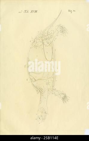 Anatome testudinis Europaeae, Vilnae, Impensis auctoris, Typis Josephi Zawadzki, 1819-1821, Schildkröten, Anatomie, die Abbildung zeigt eine detaillierte anatomische Studie einer Schildkröte, die ihre innere Struktur und Organisation zeigt. Wichtige Merkmale sind beschriftet, die das Skelettgerüst, die Organe und die Muskelgruppen hervorheben. Die Schildkröte wird in einer Rückenansicht dargestellt, die eine umfassende Untersuchung ihrer Anatomie ermöglicht. Die Verwendung klarer Markierungen und Nummerierungen hilft bei der Identifizierung verschiedener Komponenten und macht es zu einer Lehrquelle für das Studium der Reptilienbiologie und -Anatomie. Die Gesamtkomposi Stockfoto