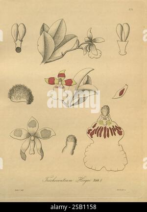 Xenia orchidacea, Leipzig, F.A. Brockhaus, 1858-1900., diese Illustration zeigt eine Vielzahl von Orchideenarten, die ihre komplizierten Blumenstrukturen und einzigartigen Formen zeigen. Der obere Abschnitt zeigt verschiedene Arten von Orchideenblüten, die die unterschiedlichen Blütenblätter und Fortpflanzungsteile hervorheben. In der unteren Hälfte zeigen detaillierte Renderings die einzigartigen Texturen und Merkmale verschiedener Orchideensorten und unterstreichen deren Vielfalt. Die Kennzeichnung in der Abbildung bietet zusätzlichen Kontext und gibt die wissenschaftlichen Namen und Merkmale jedes Typs an, was zur Erforschung von botan beiträgt Stockfoto