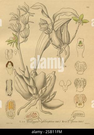 Xenia orchidacea, Leipzig, F.A. Brockhaus, 1858-1900., die Komposition zeigt eine botanische Illustration der Orchideenarten und zeigt komplizierte Details ihrer Blumenstruktur. Im Mittelpunkt des Kunstwerks stehen zwei markante Blüten mit schlanken, langen Blütenblättern und markanten Lippenstrukturen, die jeweils mit zarten Markierungen verziert sind. Um diese Hauptblüten herum sind kleinere Darstellungen und Querschnittsansichten zu sehen, die die Fortpflanzungsorgane, einschließlich Antheren und Stigmatien, in unterschiedlichen Blütestadien darstellen. Die Beschriftung an den Seiten enthält Buchstaben und Zahlen, die den Betrachter führen Stockfoto