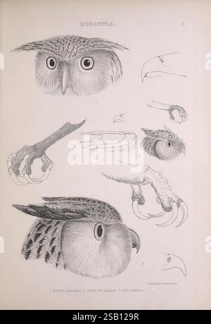 Die Gattungen der Vögel, 1849, Vögel, Eulen, Verhalten Sammler, Klassifizierung, Bildwerke, ornithologische Illustration, die Illustration zeigt detaillierte Studien einer Eule, einschließlich verschiedener Perspektiven von Kopf und Fuß. Der obere Abschnitt konzentriert sich auf die Gesichtszüge und hebt die großen, ausdrucksstarken Augen- und Federmuster hervor. Unten ist die Anatomie der Krallen mit einem Schwerpunkt auf ihrer Schärfe und Krümmung dargestellt, was die räuberischen Anpassungen der Eule veranschaulicht. Jede Zeichnung wird akribisch gerendert, was eine wissenschaftliche Perspektive auf die Morphologie des Vogels bietet. Begleitschilder den Stockfoto