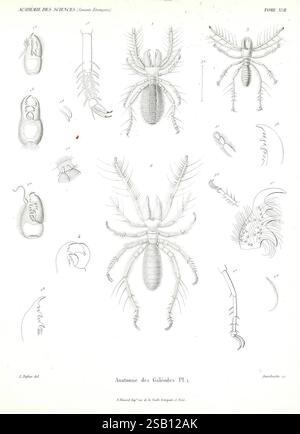Anatomie, Physiologie, et histoire naturelle, des galeodes, Paris, Impr. Impériale, 1861, Galeodidae, die Illustration zeigt eine detaillierte wissenschaftliche Untersuchung von Krebstieren, insbesondere mit Schwerpunkt auf verschiedenen anatomischen Strukturen der Familie der Galatheidae. Es enthält beschriftete Diagramme, die verschiedene Ansichten dieser Meeresorganismen zeigen, wie ihre Exoskelette, Gliedmaßen und Anhänge. Jede Figur ist aufwendig gezeichnet und zeigt sowohl äußere als auch innere Merkmale, die für das Verständnis ihrer Biologie und Morphologie von wesentlicher Bedeutung sind. Die Anordnung der Abbildungen betont die wichtigsten anatomischen Aspekte Stockfoto