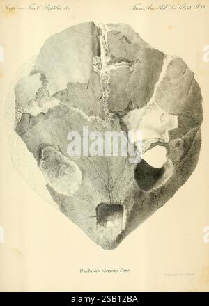 Synopsis of the ausgestorbenen Batrachia, Reptilia and Aves of North America, Philadelphia, McCalla & Stavely, 1869. Wirbeltiere, Fossilien, Vögel, Fossilien, Reptilien, Fossilien, Amphibien, Fossilien, Fossilien, Fossilien, das Bild zeigt eine detaillierte Darstellung eines fossilen Exemplars mit seinen komplexen Oberflächenmerkmalen und unterschiedlichen Texturen. Die Probe ist als „Eucalatus platyops cope“ gekennzeichnet, was auf ihre Klassifizierung innerhalb paläontologischer Studien hinweist. Um das Fossil herum gibt es Anmerkungen, die einen weiteren Kontext liefern, einschließlich Hinweise auf seine Entdeckung und wissenschaftliche Bedeutung. Das o Stockfoto