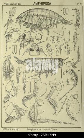 Ein Bericht über die Crustacea of Norway Amphipoda Plates Christiania, A. Cammermeyer, 1895-1928, Norwegen, Crustacea, eine detaillierte Darstellung verschiedener anatomischer Merkmale der Amphipodenart Paraphoxus oculatus, dokumentiert durch G.O. SARS. Die Zusammensetzung umfasst markierte Strukturen wie Antennen, Mundteile und Beine, die einen umfassenden Überblick über die Morphologie des Organismus bieten. Die Anordnung unterstreicht die Komplexität der Anatomie des Amphipods und zeigt sowohl die dorsale als auch die ventrale Ansicht sowie spezifische Anhängsel. Diese wissenschaftliche Darstellung dient als Referenz für die Stockfoto