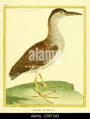Planches enluminées d'histoire naturelle, Paris?, s.n, 1765-1783?, Birds, Bildwerke, Zoologie, diese Illustration zeigt einen auffälligen Vogel, der sich durch seinen langen Hals und seinen schlanken Körper auszeichnet. Sein Gefieder zeigt eine satte braune Farbe auf den Flügeln und dem Rücken, ergänzt durch komplizierte Muster in helleren Tönen. Der Vogel steht auf langen, schlanken gelben Beinen auf einer kleinen grünen Felsformation, die seine elegante Gestalt unterstreicht. Der Kopf ist mit feinen Streifen verziert, die den scharfen, spitzen Schnabel hervorheben, der sich gut für die Nahrungssuche eignet. Die Gesamtkomposition zeigt den Vogel in einem Seitenprofil, Stockfoto