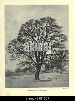 The, Trees, of, Great, Britain, &, Irland, Edinburgh, Priv, Print, 1906-13, Großbritannien, Irland, Bäume, ein großer, blattloser Baum steht in einem offenen Feld, dessen komplexe Äste sich in einer zarten, weitläufigen Formation nach außen erstrecken. Der Baum, der als gewöhnlicher Ahorn identifiziert wurde, weist einen kräftigen Stamm auf, der ihn fest am Boden verankert. Die Landschaft um ihn herum wirkt ruhig und weitläufig, mit wenigen anderen sichtbaren Merkmalen, die die Pracht und Einsamkeit des Baumes betonen. Diese Szene fängt die krasse Schönheit der Natur während einer Zeit der Ruhephase ein und hebt die komplizierten Muster von t hervor Stockfoto