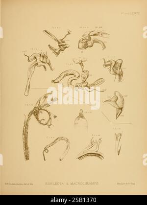 Land und Süßwasser, Mollusca, von, Indien, London, Taylor und Francis, 1882-, Asien, Indien, Mollusks, Muscheln, diese Abbildung zeigt verschiedene detaillierte anatomische Studien von Pflanzenstrukturen, insbesondere die Gattungen Euplecta und Macrochlamys. Jede beschriftete Figur hebt die komplexen Merkmale dieser Organismen hervor und zeigt ihre einzigartigen Formen und Formen. Das Arrangement bietet eine Reihe von Perspektiven und betont die Komplexität ihrer Morphologie, einschließlich reproduktiver Teile und anderer anatomischer Details, die für die Identifizierung und Klassifizierung in botanischen Studien unerlässlich sind. Stockfoto
