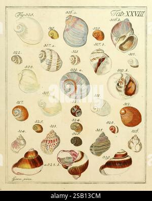 Nicolaus Georg Gevens Conchylien-Kabinett Lüneburg, bei Herold und Wahlstab, 1830. Shells Pictorial Works, Eine detaillierte Illustration mit einer Vielzahl von Muscheln, die jedes aufwändig gestaltet und nummeriert sind. Die Anzeige zeigt die einzigartigen Formen, Muster und Farben verschiedener Schalenarten, die in einem Rasterformat angeordnet sind. Unter den nummerierten Einträgen weisen Schalen verschiedene Texturen auf, von glatten Oberflächen über geriffelte Kanten bis hin zu spiralförmigen Formen. Die Kollektion betont die natürliche Schönheit und Komplexität dieser Meeresartefakte und lädt zu einer genaueren Untersuchung ihrer Besonderheiten ein Stockfoto